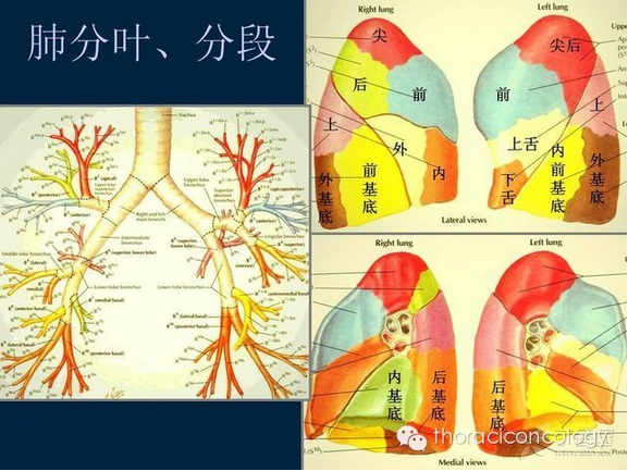 最详尽的图文解说:肺部分段解剖